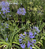 Cargar imagen en el visor de la Galería, Agapanthos