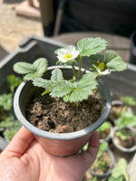 Cargar imagen en el visor de la Galería, Frutilla