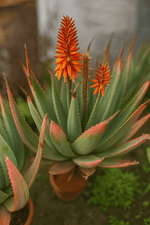 Cargar imagen en el visor de la Galería, Aloe Tangerine