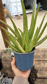 Cargar imagen en el visor de la Galería, Aloe vera