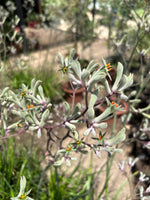 Cargar imagen en el visor de la Galería, Anigozanthos Vara Alta