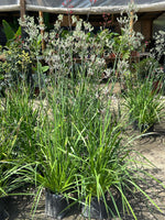 Cargar imagen en el visor de la Galería, Anigozanthos Vara Alta