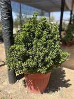 Cargar imagen en el visor de la Galería, Boj