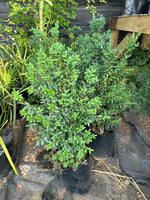 Cargar imagen en el visor de la Galería, Boj