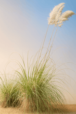 Cargar imagen en el visor de la Galería, Cola de zorro XL