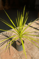 Cargar imagen en el visor de la Galería, Dracena