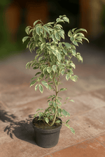 Cargar imagen en el visor de la Galería, Ficus Benjamina Hawaii