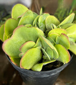 Cargar imagen en el visor de la Galería, Kalanchoe Luciae