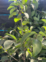 Cargar imagen en el visor de la Galería, Ligustro