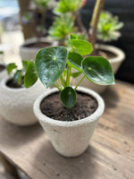 Cargar imagen en el visor de la Galería, Maceta de cuarzo con planta de interior