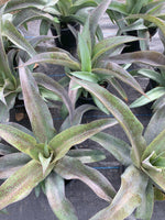 Cargar imagen en el visor de la Galería, Mangave Macho Mocha