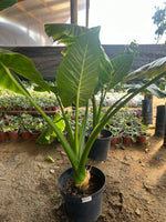 Cargar imagen en el visor de la Galería, Manto de Eva