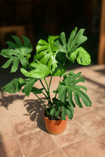 Cargar imagen en el visor de la Galería, Monstera deliciosa