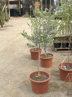 Cargar imagen en el visor de la Galería, Olivo Pie Alto