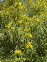 Cargar imagen en el visor de la Galería, Parkinsonia