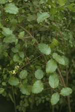 Cargar imagen en el visor de la Galería, Quillay