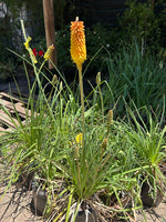 Cargar imagen en el visor de la Galería, Tritoma