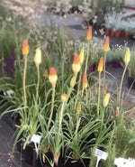 Cargar imagen en el visor de la Galería, Tritoma