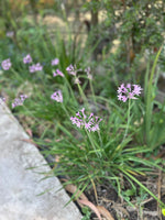 Cargar imagen en el visor de la Galería, Tulbaghia