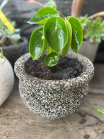 Cargar imagen en el visor de la Galería, Maceta de granito con planta de interior