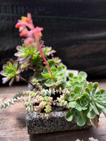 Cargar imagen en el visor de la Galería, Arreglo de suculenta en maceta de granito