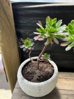 Cargar imagen en el visor de la Galería, Maceta de cuarzo con suculenta