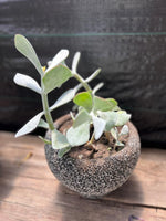 Cargar imagen en el visor de la Galería, Maceta de granito con suculenta