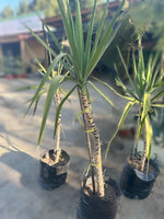 Cargar imagen en el visor de la Galería, Yuca