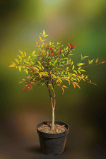 Cargar imagen en el visor de la Galería, Nandina