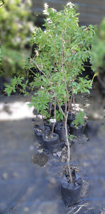 Cargar imagen en el visor de la Galería, Almendro Soleta
