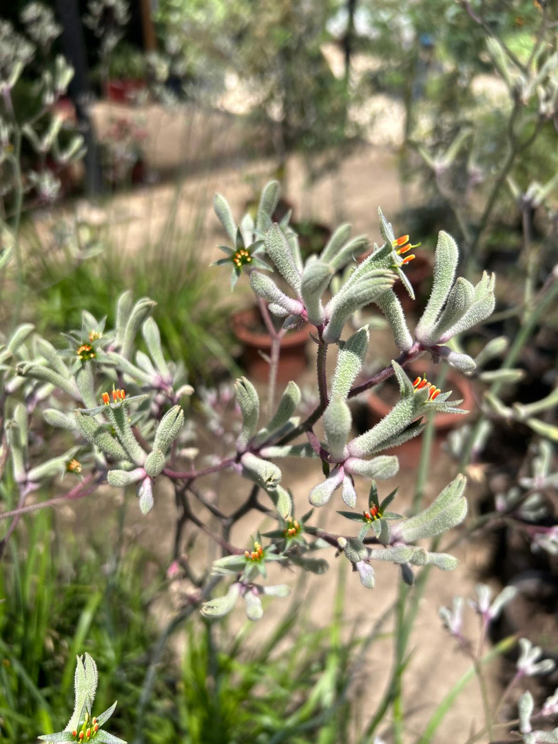 Anigozanthos Vara Alta