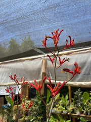 Anigozanthos Vara Alta