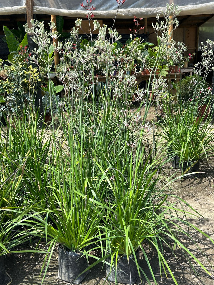 Anigozanthos Vara Alta