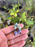 Cargar imagen en el visor de la Galería, Arándano Duque
