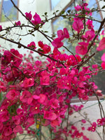 Cargar imagen en el visor de la Galería, Bougainvillea
