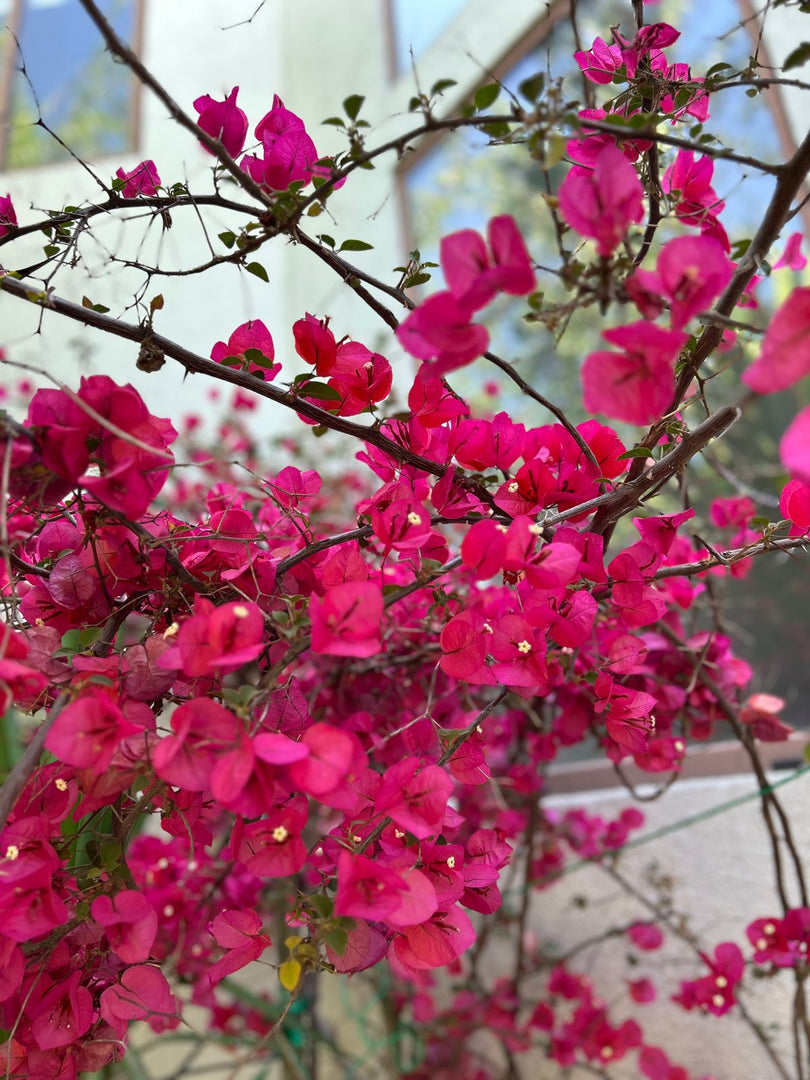 Bougainvillea
