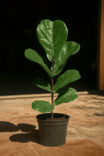 Cargar imagen en el visor de la Galería, Ficus Lyrata
