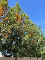 Cargar imagen en el visor de la Galería, Grevillea
