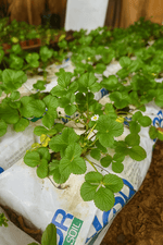 Cargar imagen en el visor de la Galería, Huerta a la puerta
