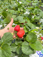 Cargar imagen en el visor de la Galería, Huerta a la puerta

