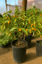 Cargar imagen en el visor de la Galería, Kumquat
