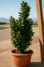 Cargar imagen en el visor de la Galería, Laurel de comida
