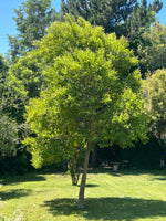 Cargar imagen en el visor de la Galería, Ligustro
