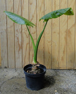 Cargar imagen en el visor de la Galería, Manto de Eva
