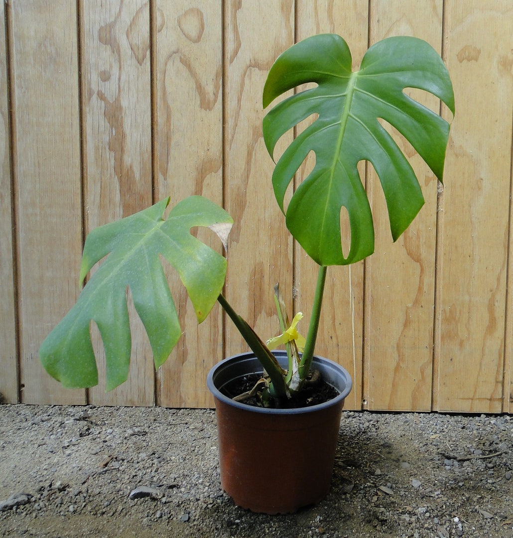 Monstera deliciosa