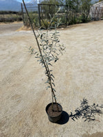 Cargar imagen en el visor de la Galería, Olivo hojiblanca
