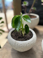 Maceta de cuarzo con planta de interior