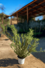 Cargar imagen en el visor de la Galería, Romero Tuscani Blue
