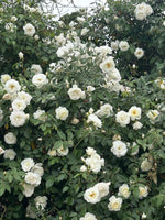 Cargar imagen en el visor de la Galería, Rosa iceberg
