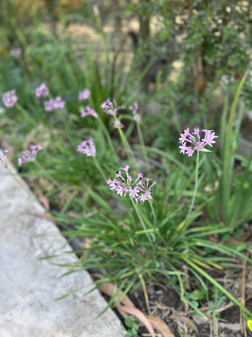 Tulbaghia